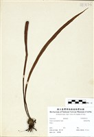 藏品(廣葉書帶蕨)的圖片